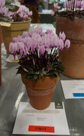 Cyclamen graecum subsp. candicum Seed