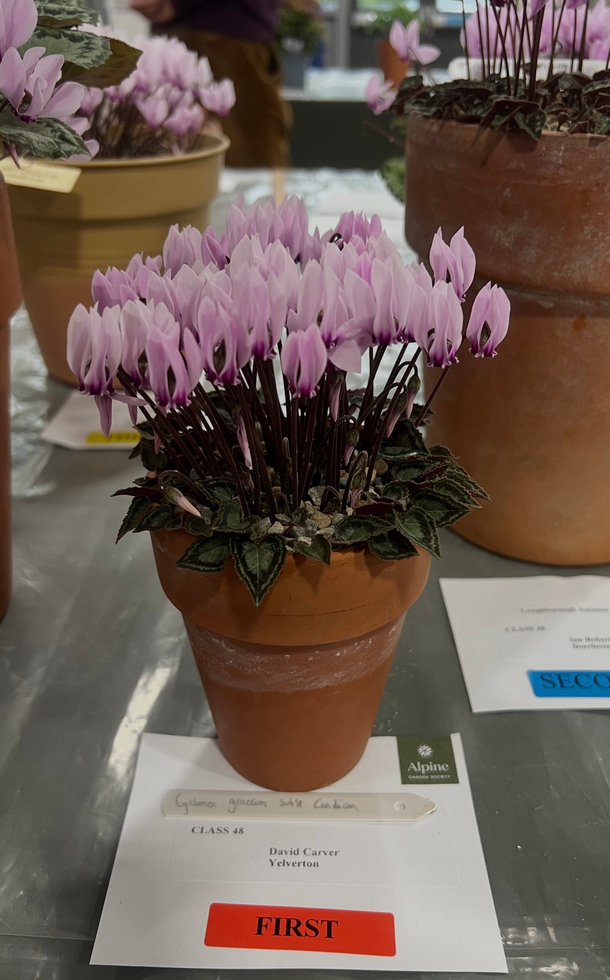 Cyclamen graecum subsp. candicum Seed