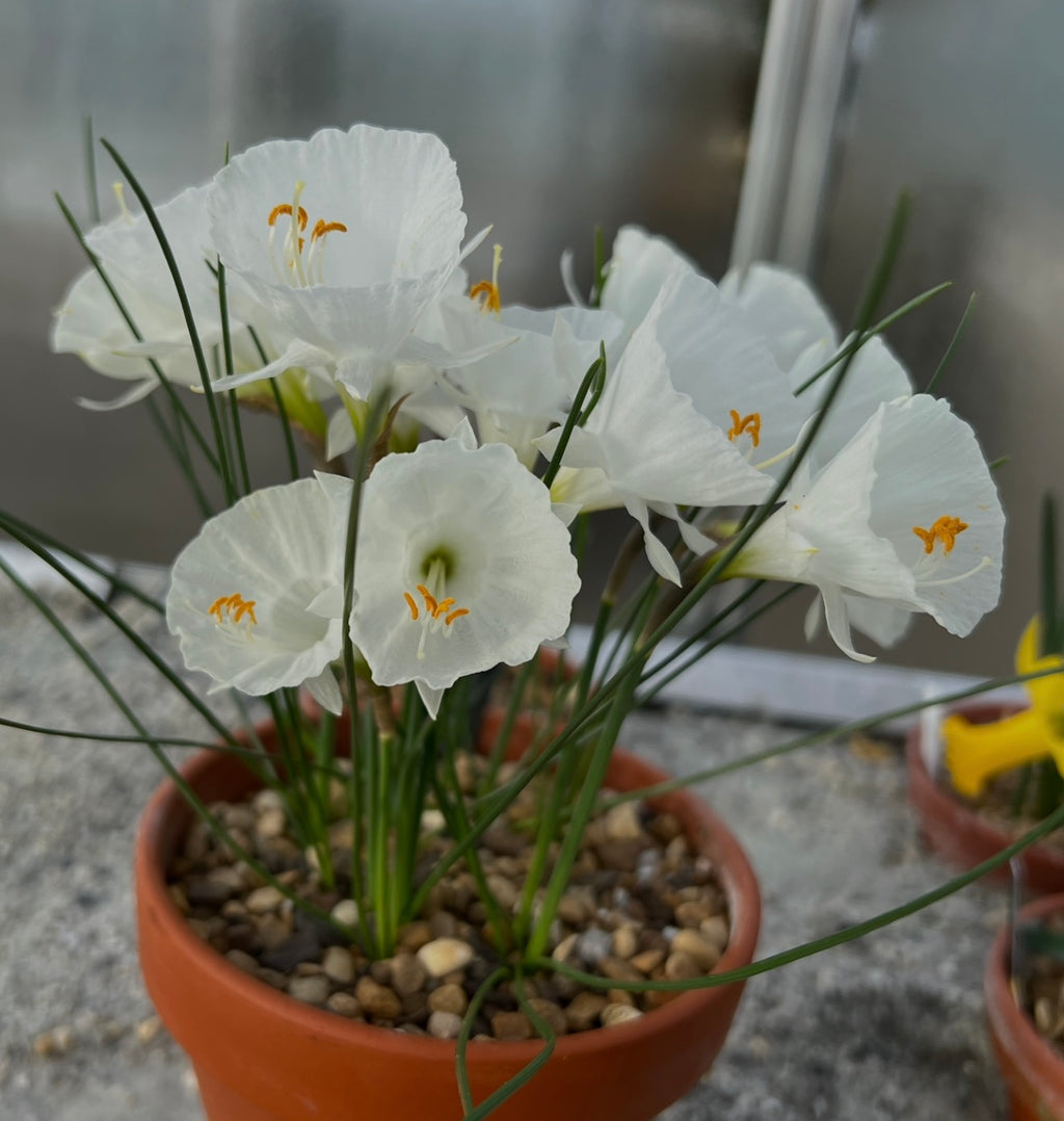Narcissus cantabricus Antiquera