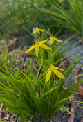 Empodium veratrifolium