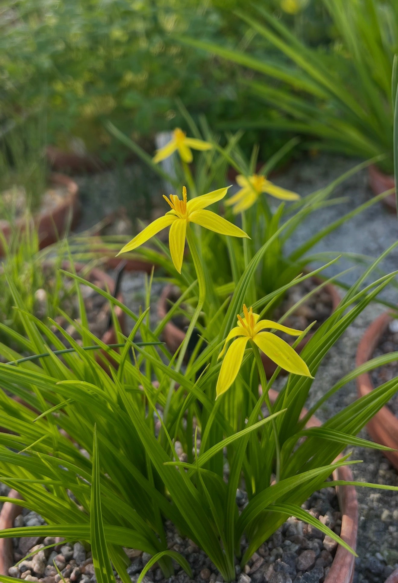 Empodium veratrifolium