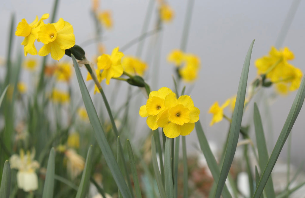 Narcissus rupicola x gaditanus