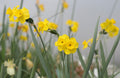 Narcissus rupicola x gaditanus