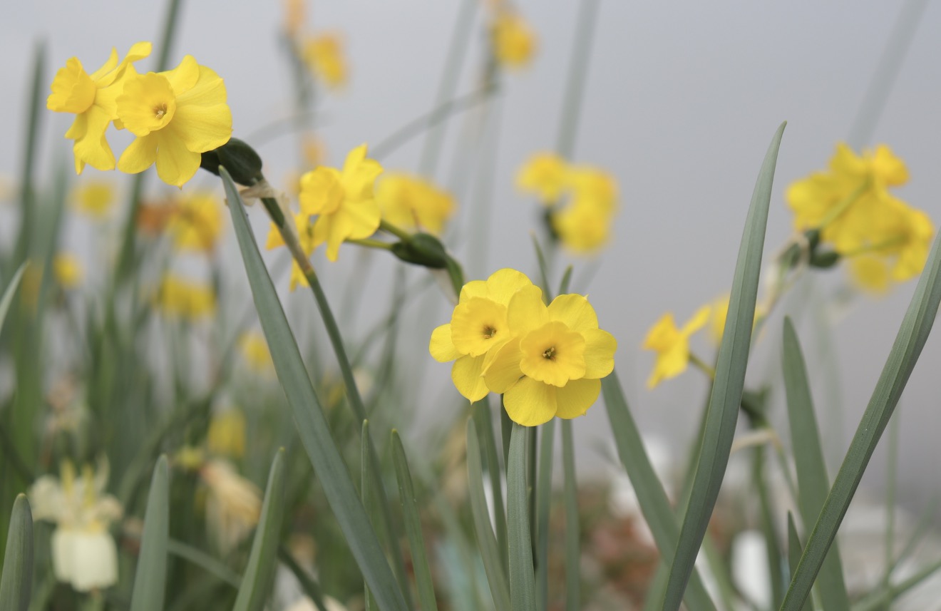 Narcissus rupicola x gaditanus
