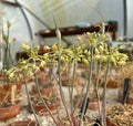 Allium luteolum