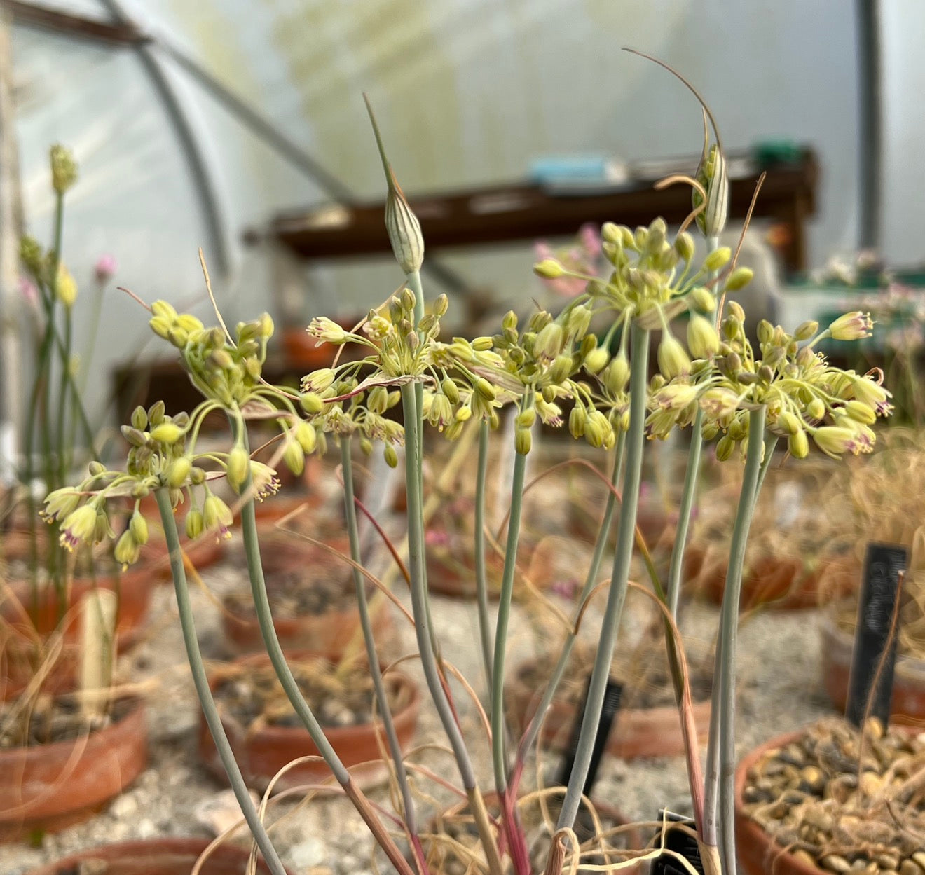 Allium luteolum