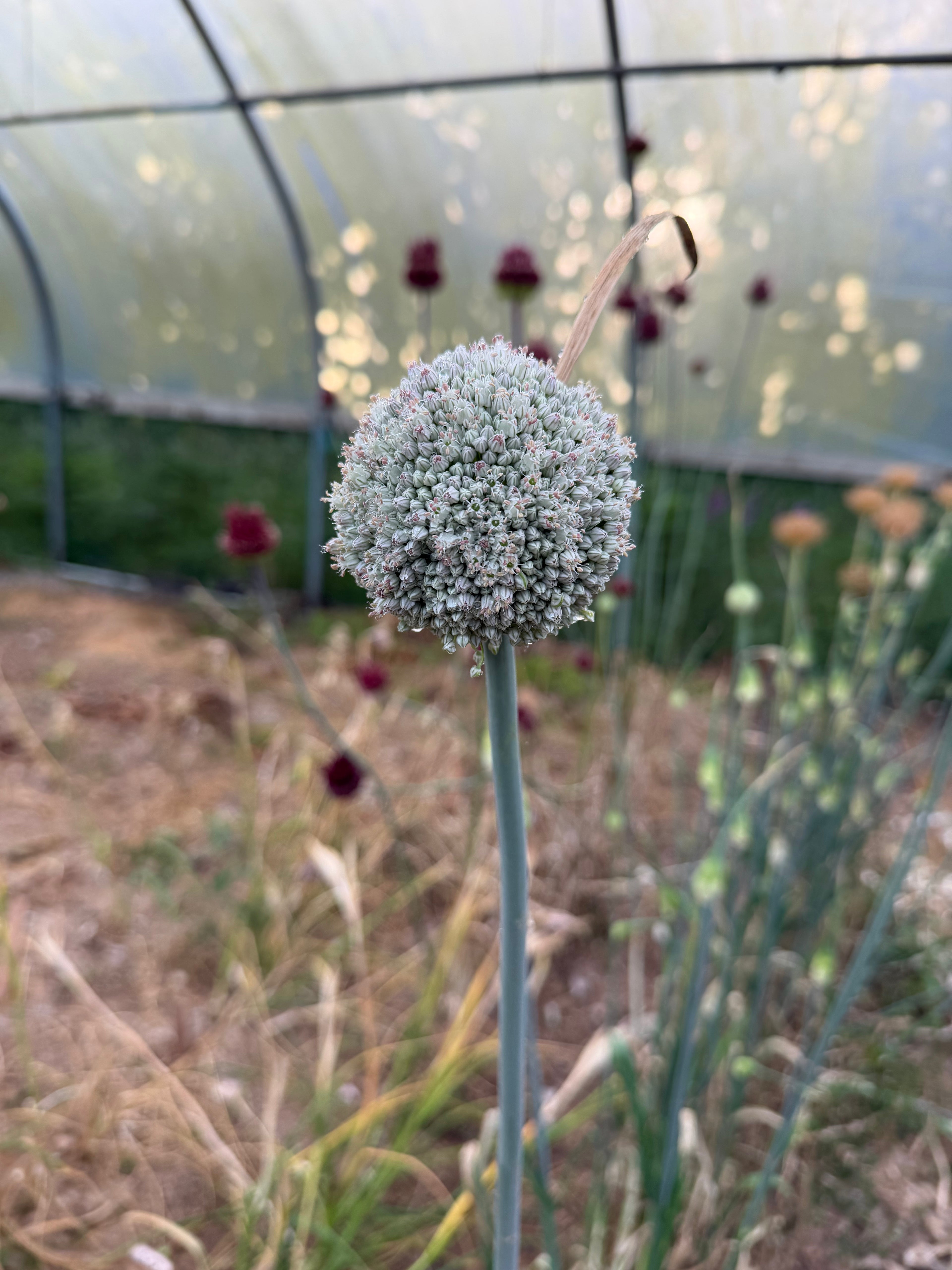 Allium ampeloprasum 'Ping Pong