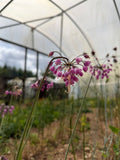 Allium cernuum