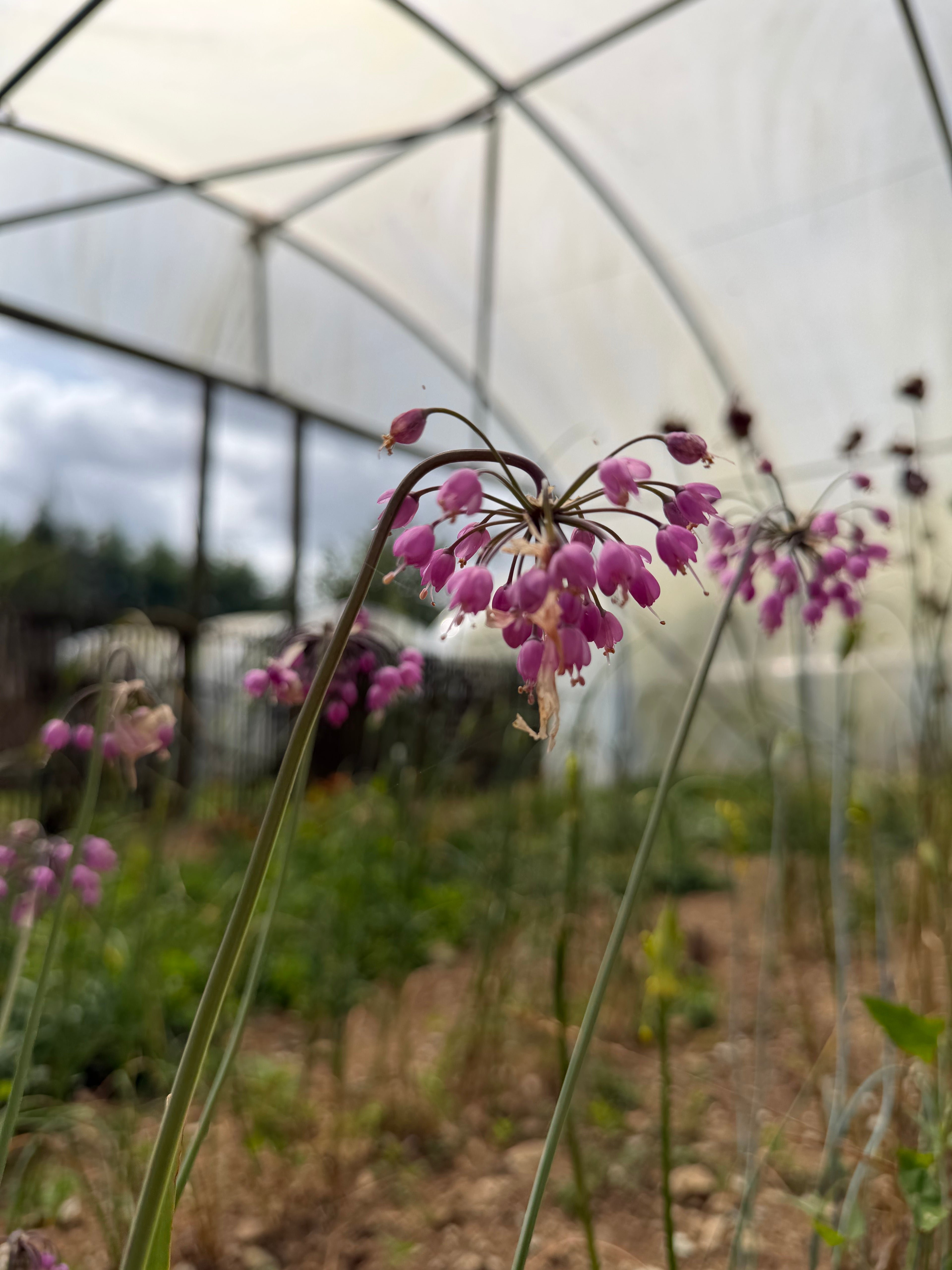 Allium cernuum