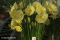 Narcissus ‘Elara’