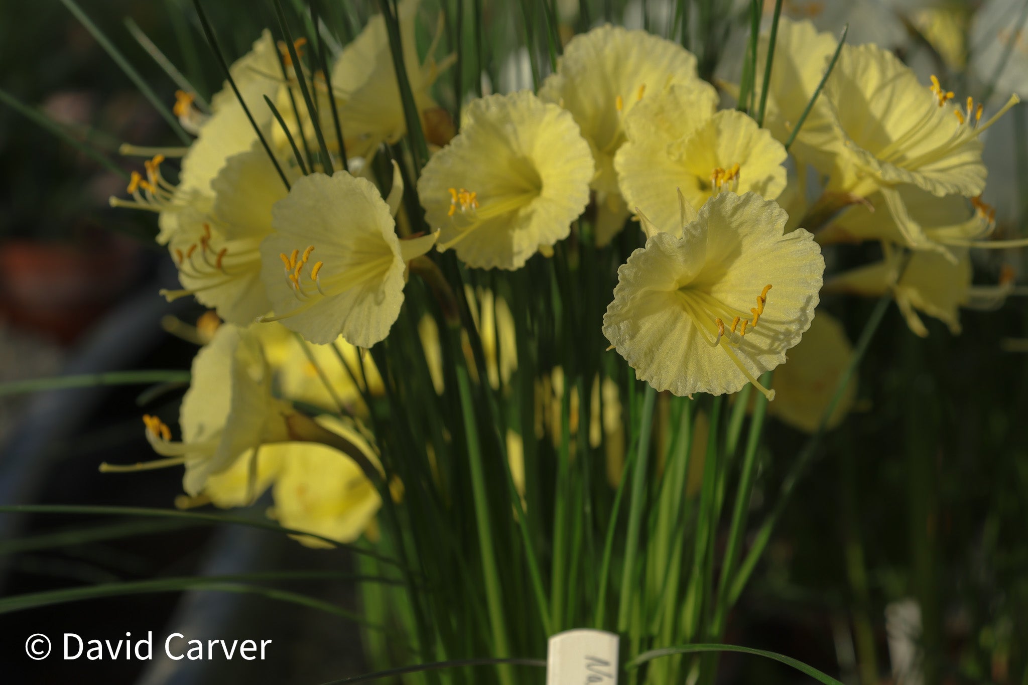 Narcissus ‘Elara’
