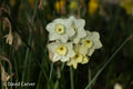 Narcissus x koshinomurae
