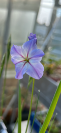 Leucocoryne ixioides