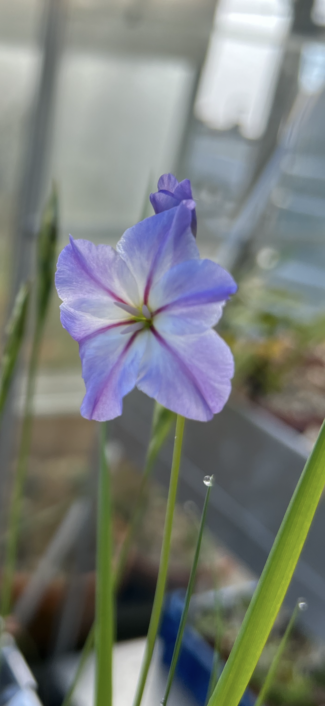 Leucocoryne ixioides