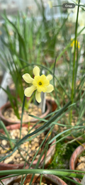 Narcissus rupicola