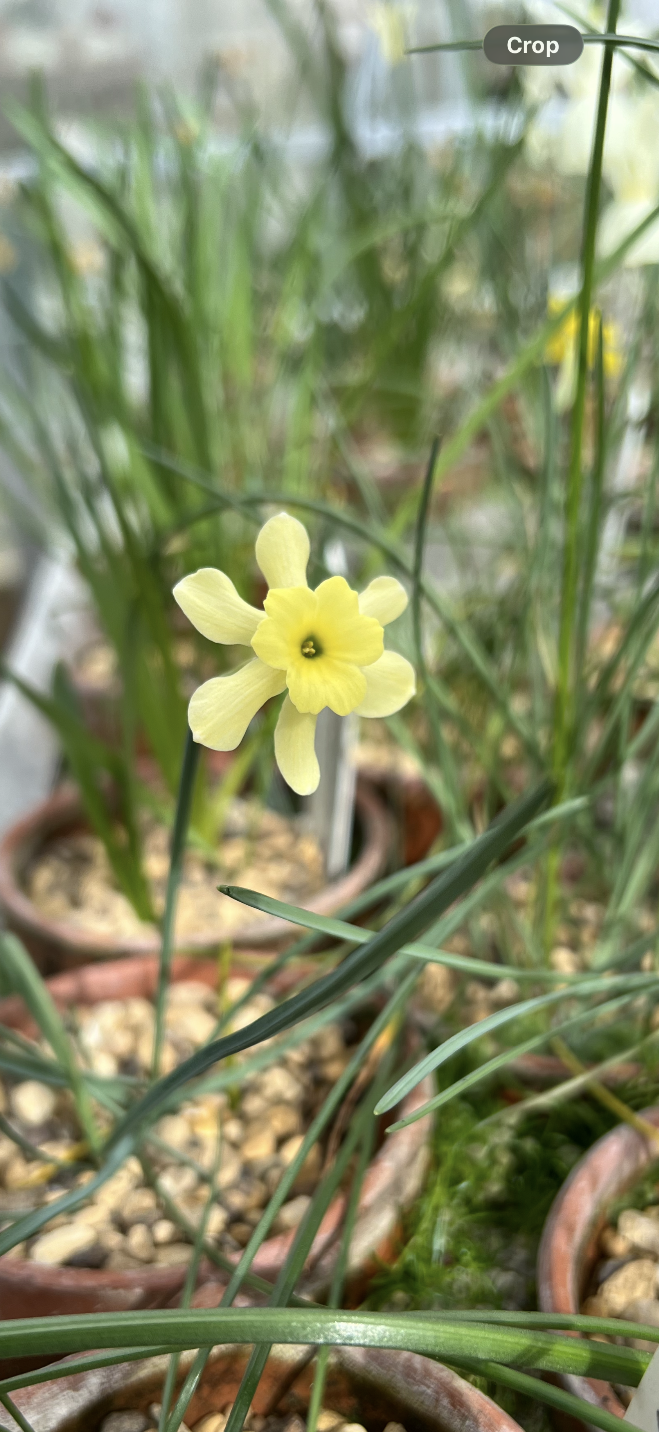 Narcissus rupicola