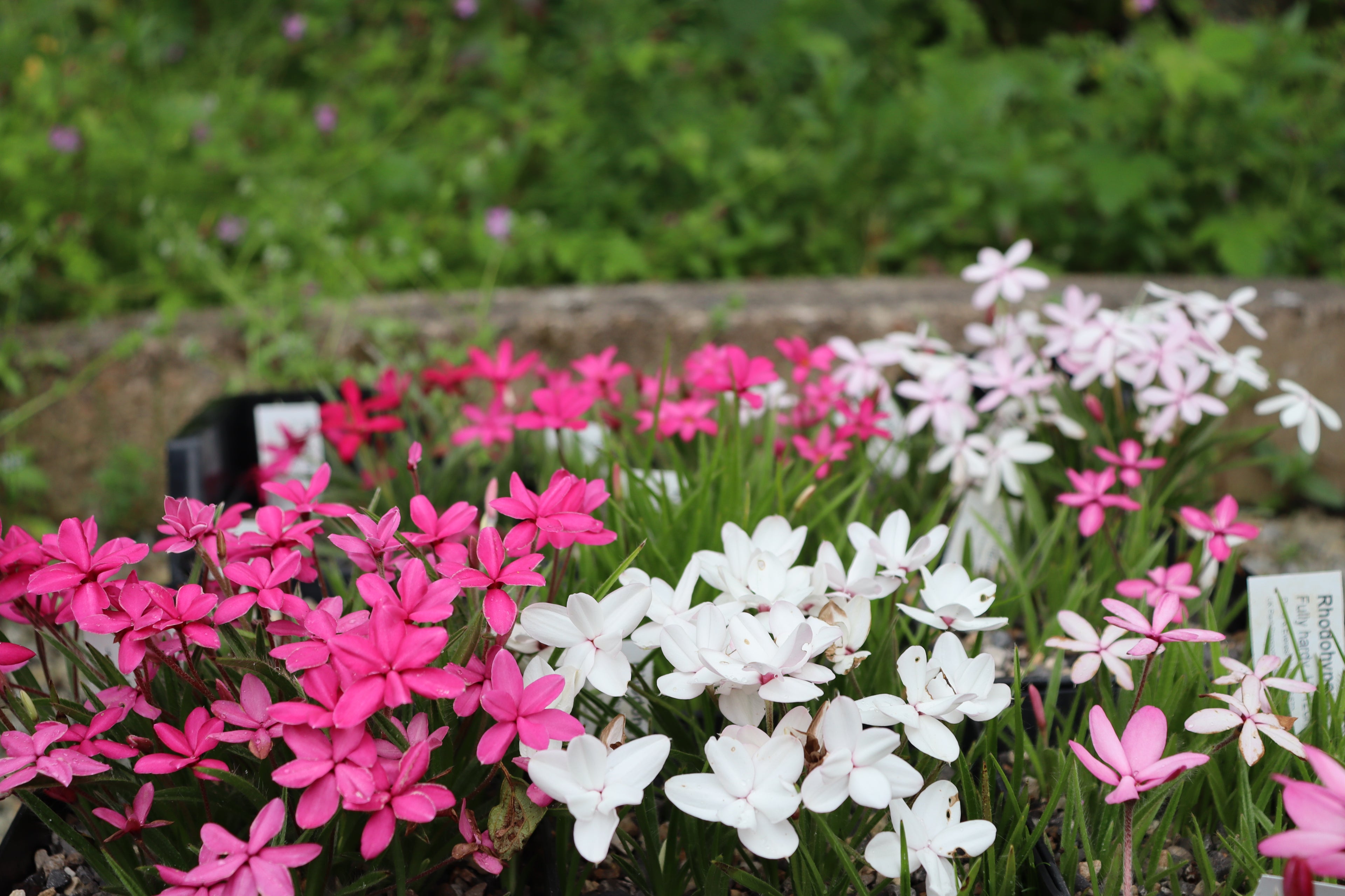 Rhodohypoxis baurii Mixed