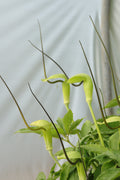Arisema tortuosum