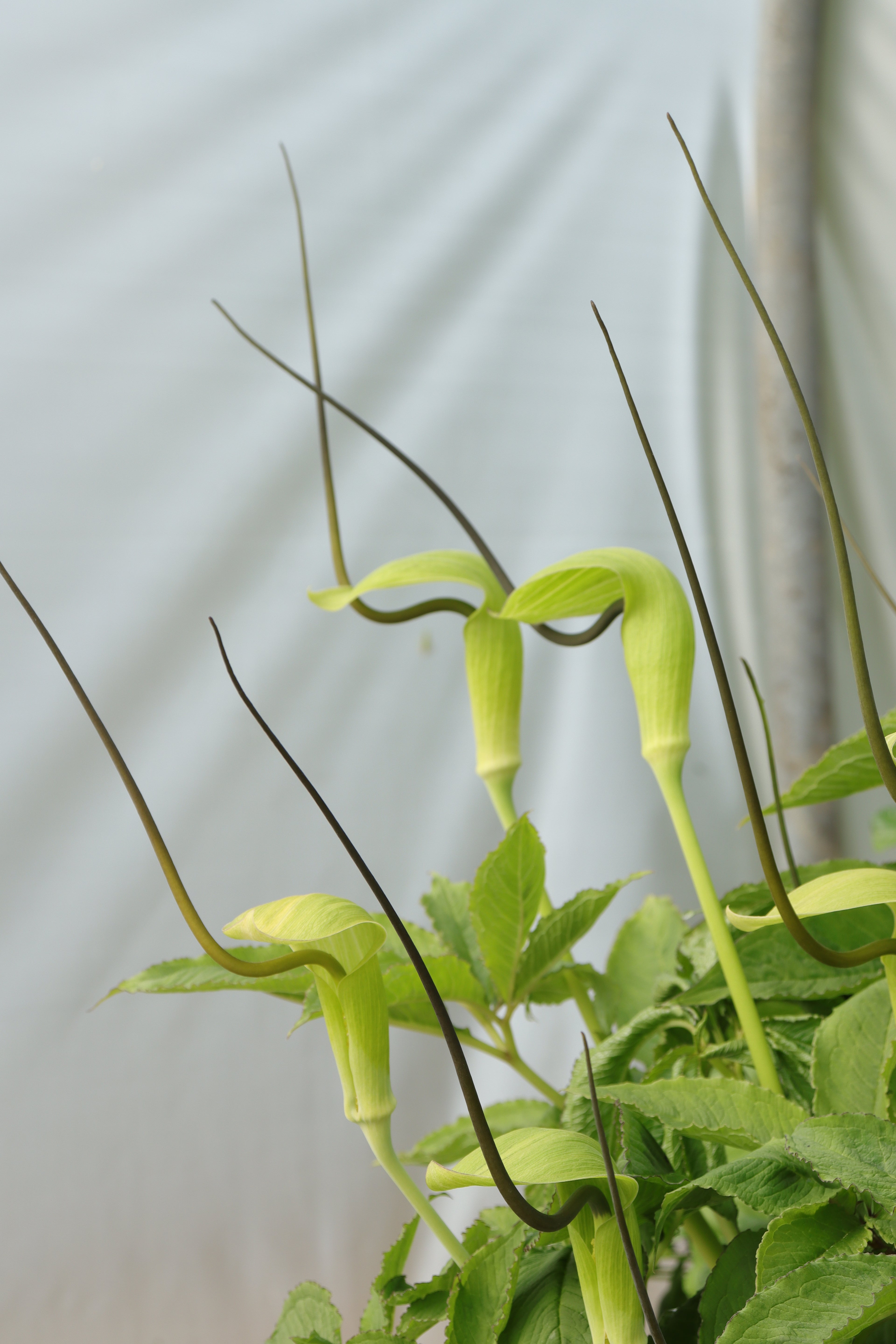 Arisema tortuosum