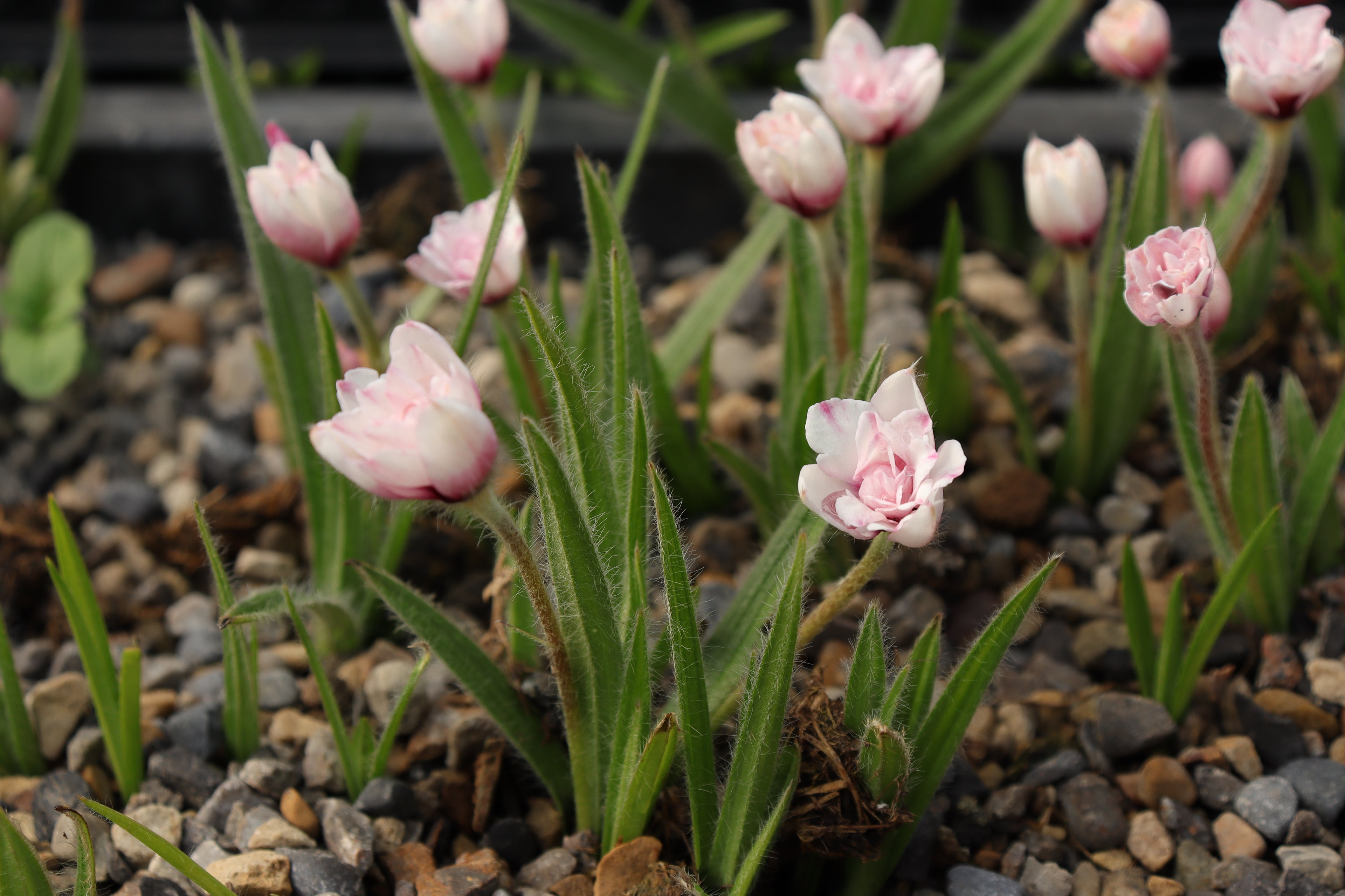 Rhodohypoxis 'Goya'