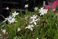Rhodohypoxis baurii (White Flower)