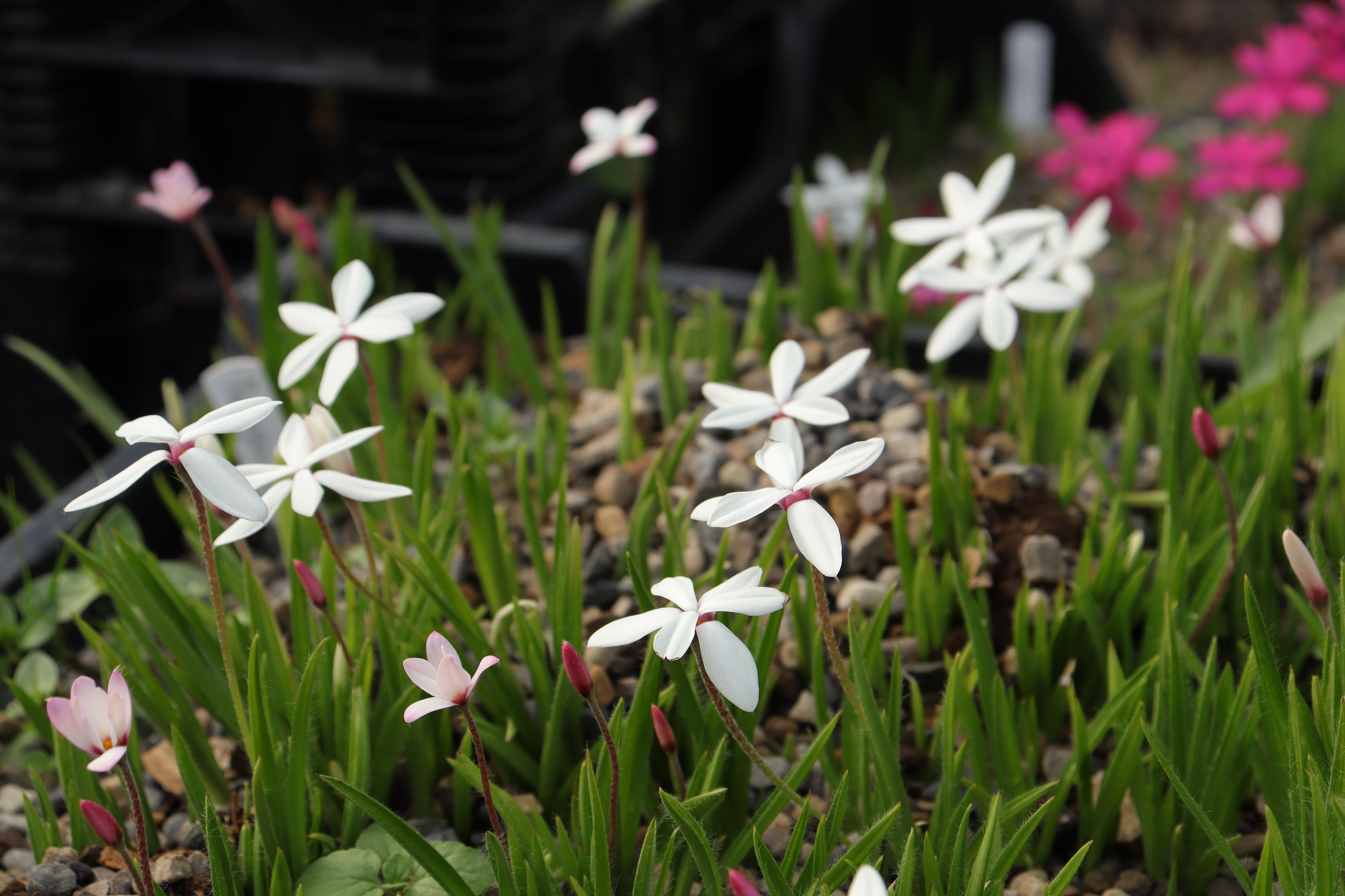 Rhodohypoxis baurii (White Flower)