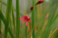 Tritonia disticha subsp. rubrolucens