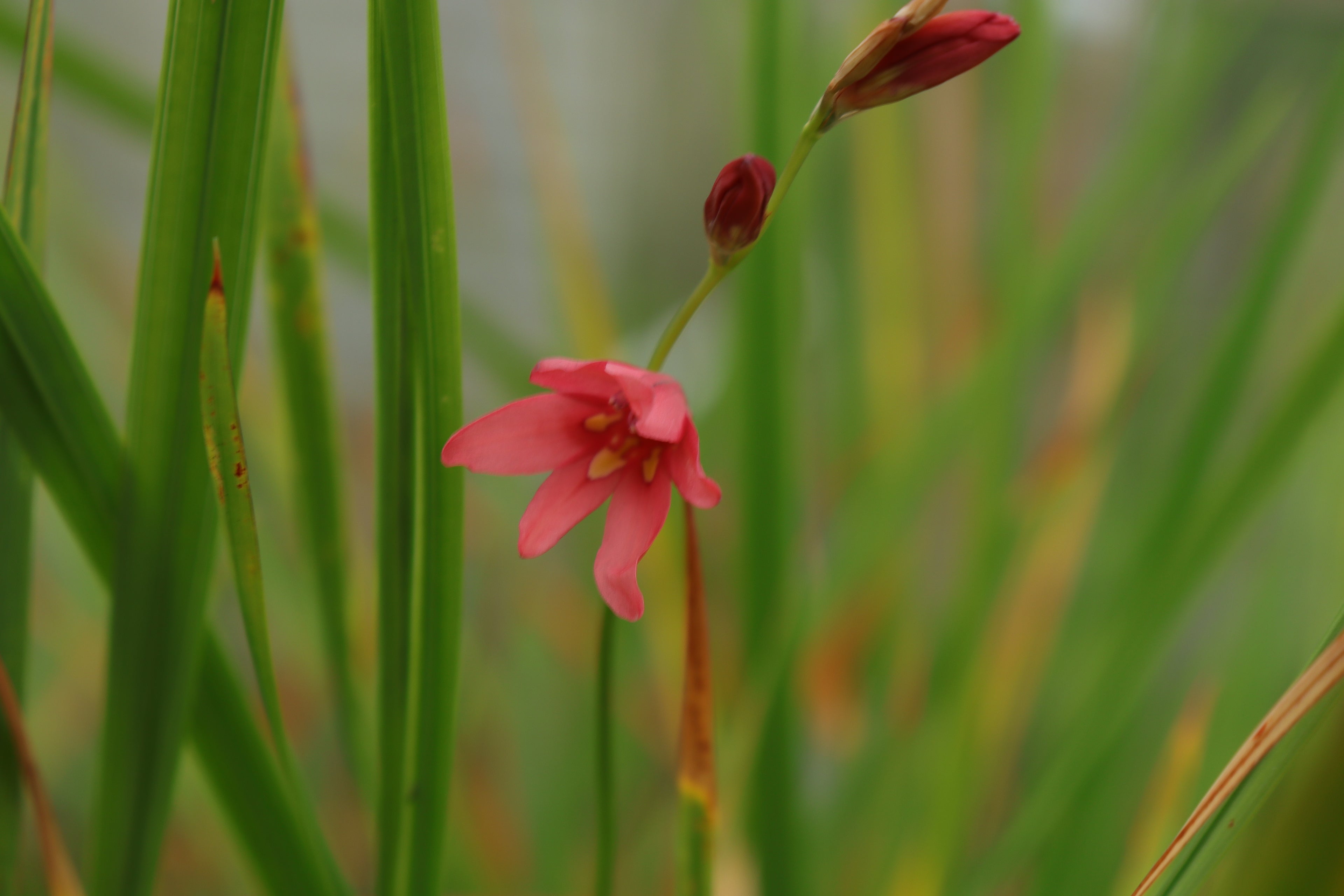 Tritonia disticha subsp. rubrolucens