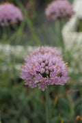 Allium senescens subs. glaucum