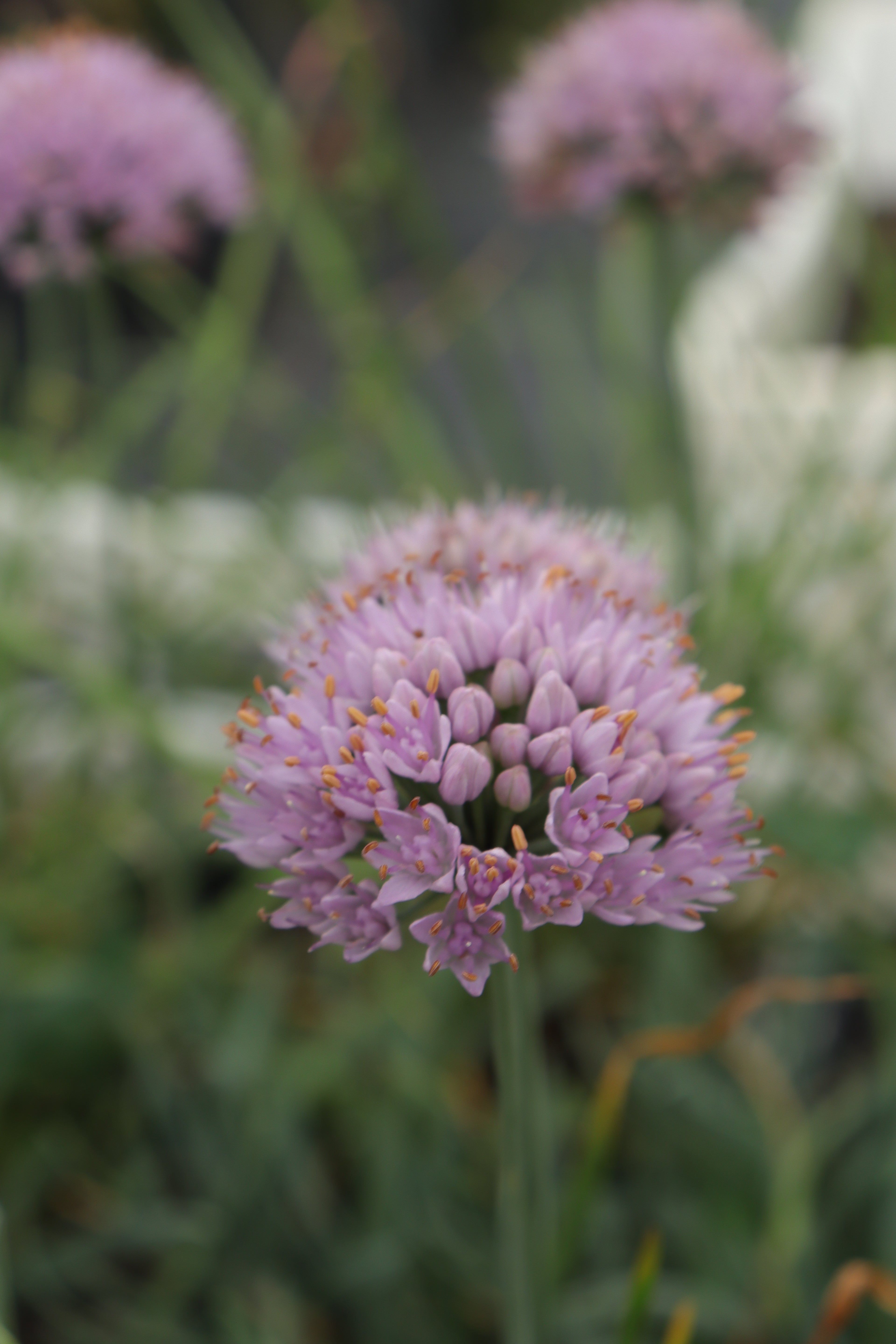 Allium senescens subs. glaucum