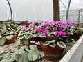 Cyclamen coum seed