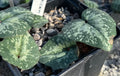 Cyclamen balearicum seed