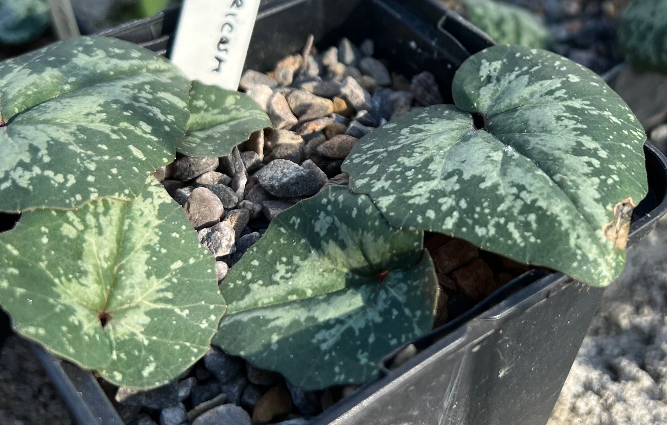 Cyclamen balearicum seed
