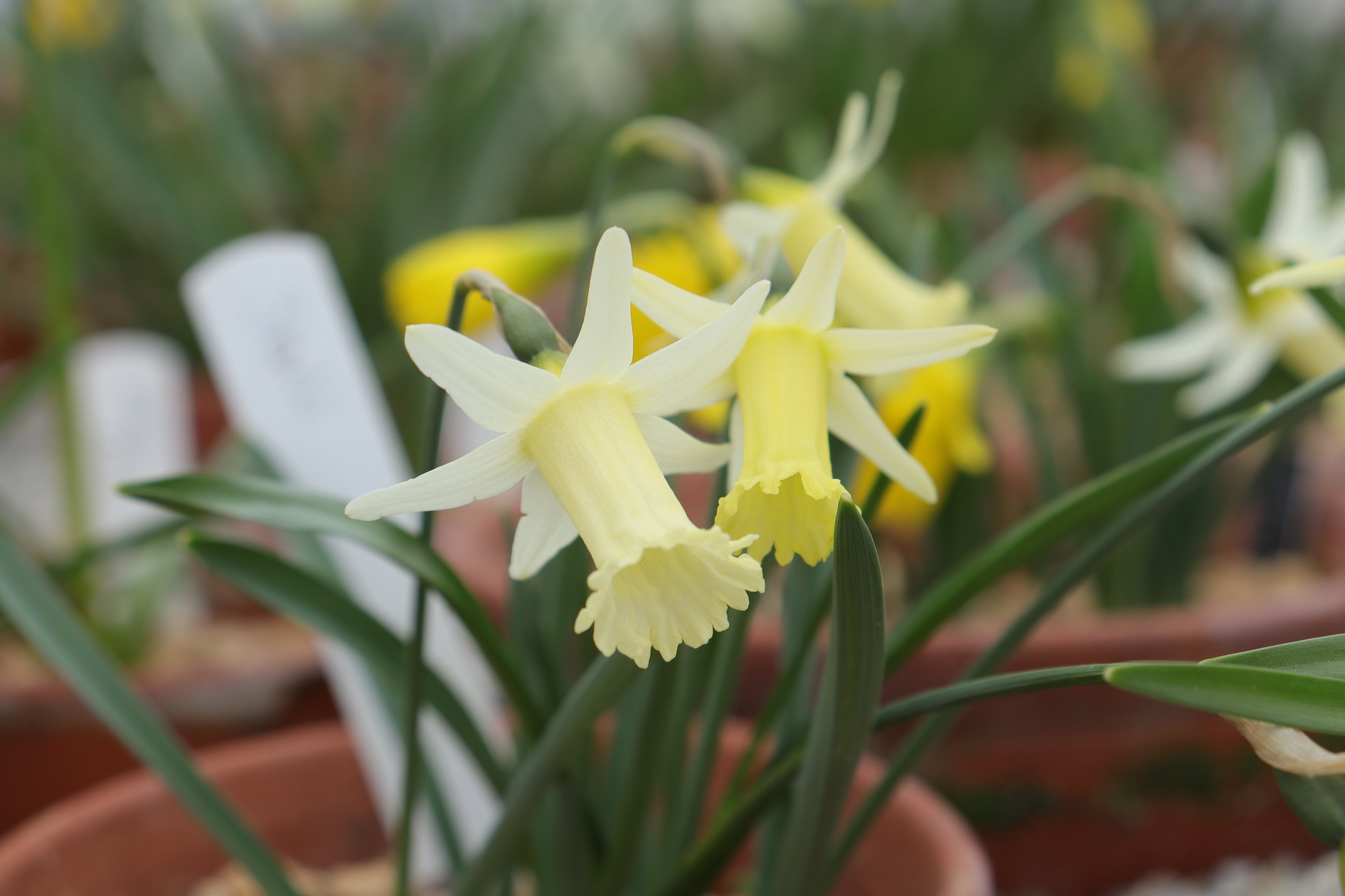 Narcissus 'Starlit'