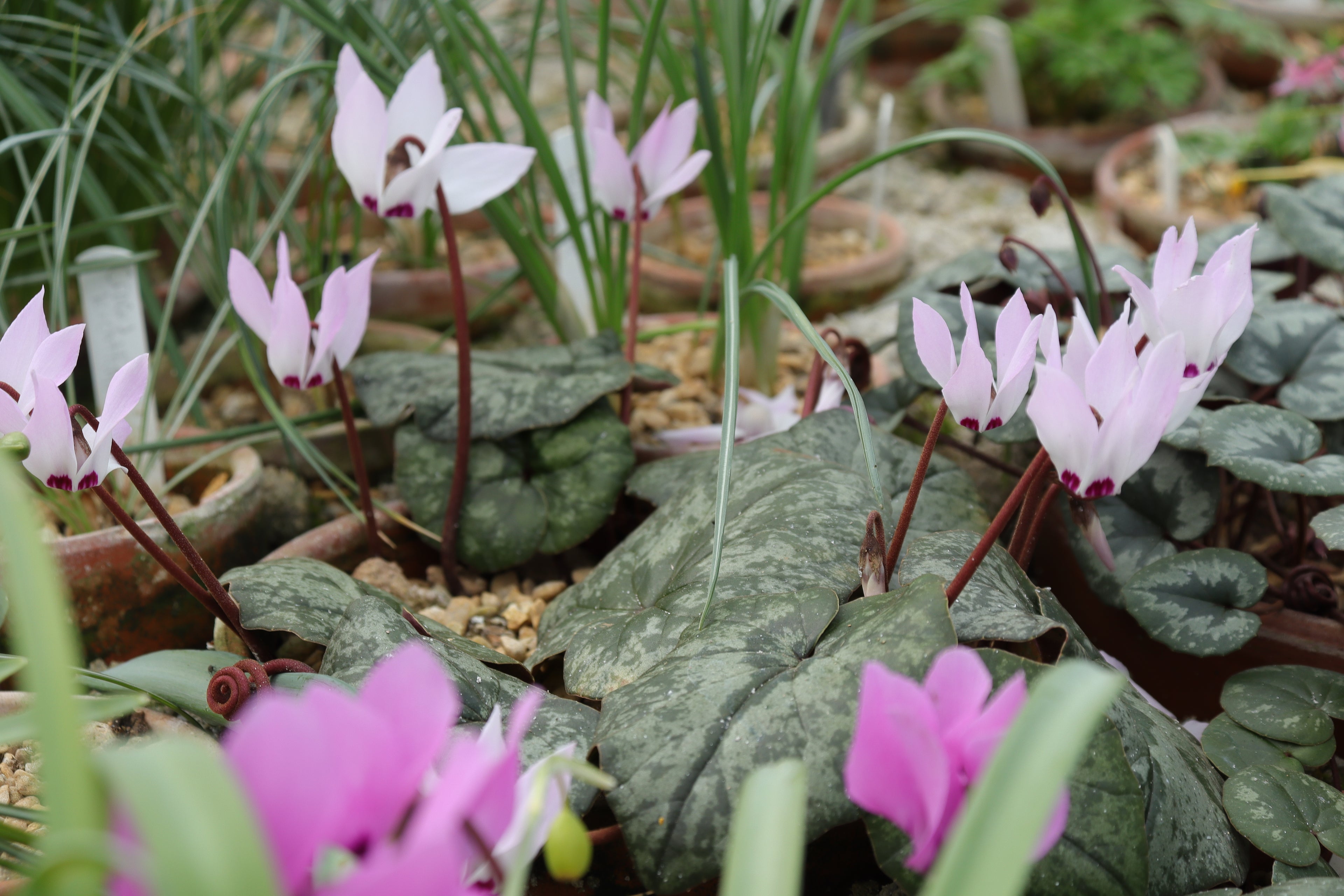 Cyclamen libanoticum seed