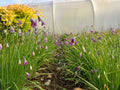 Allium cyathophorum var. farreri