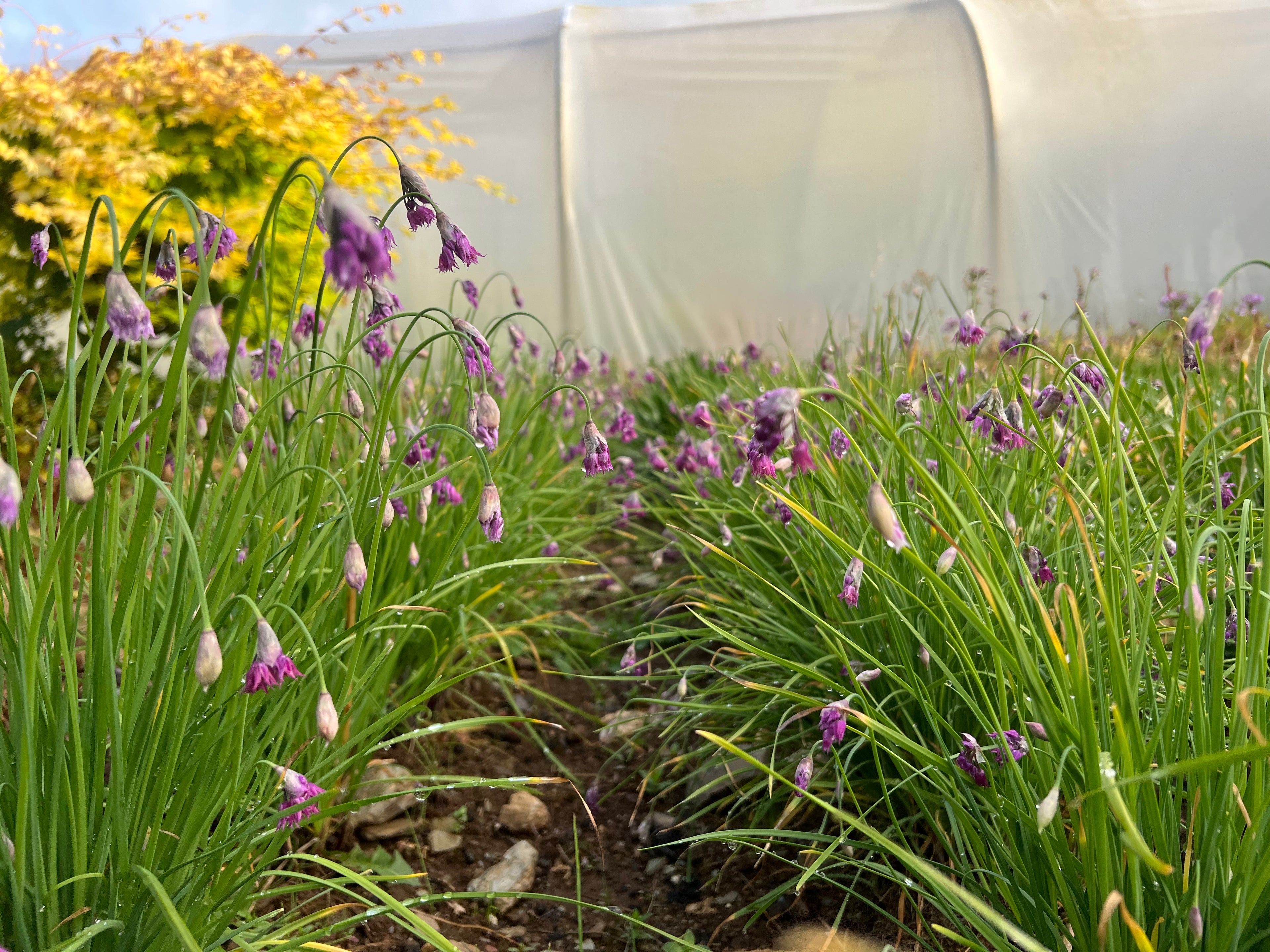 Allium cyathophorum var. farreri