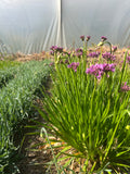 Allium 'Millennium'