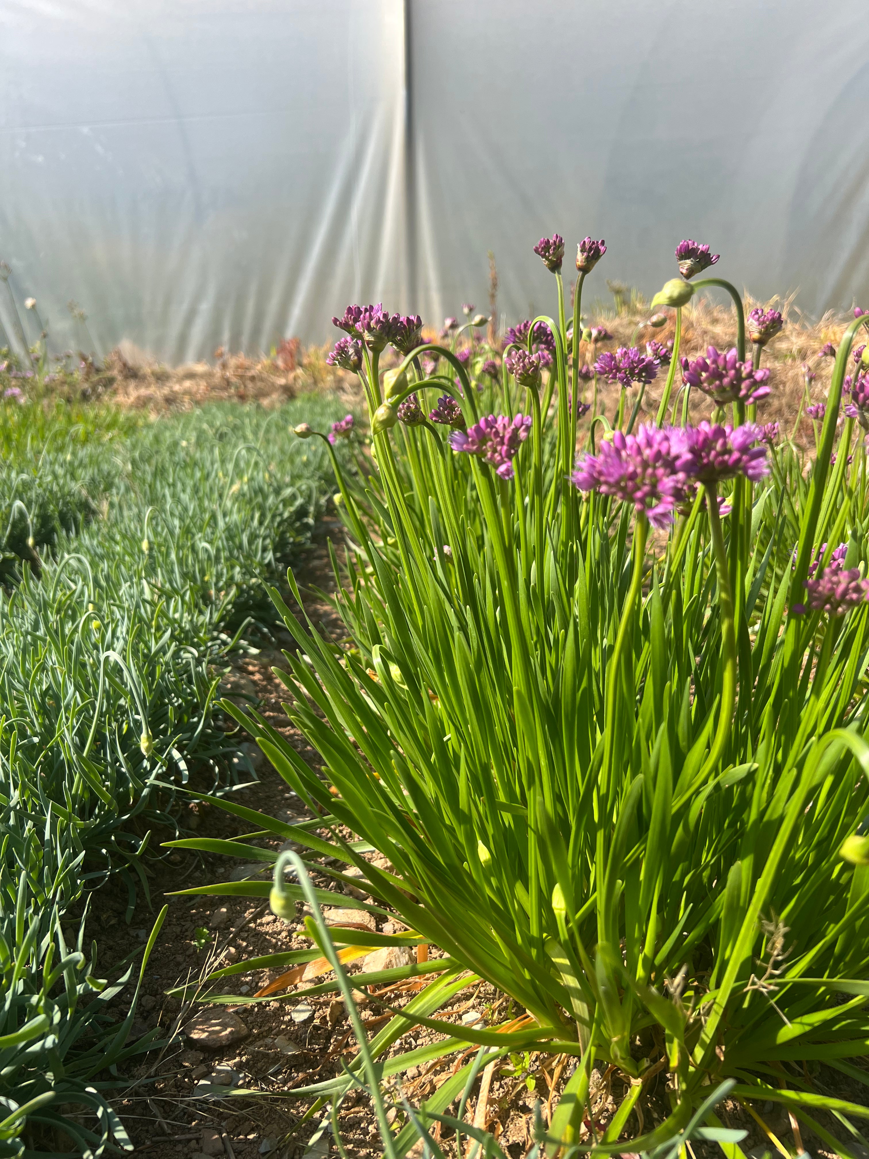Allium 'Millennium'