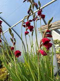 Gladiolus papilio 'Ruby'