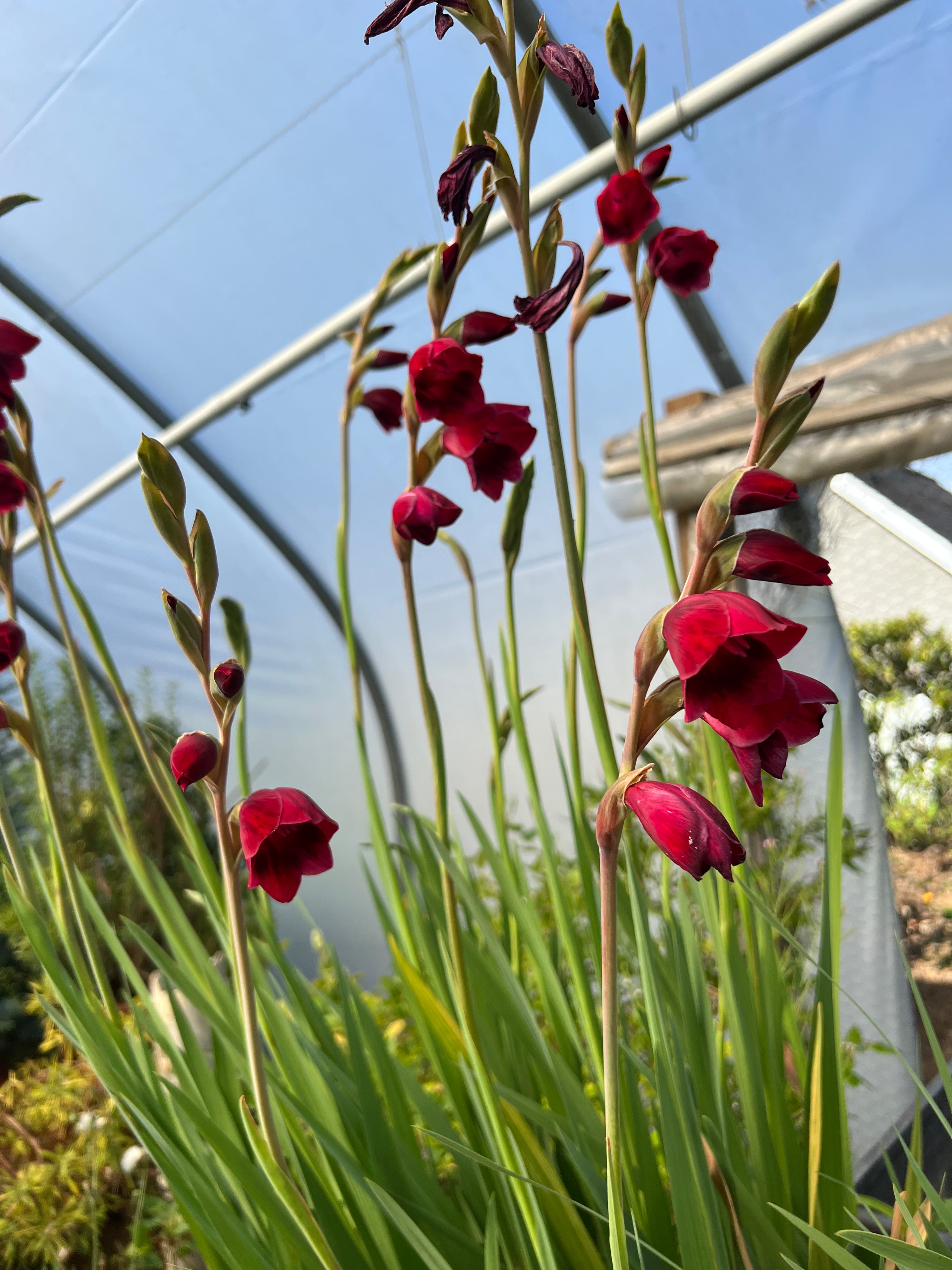 Gladiolus papilio 'Ruby'