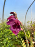Gladiolus 'Thunder'