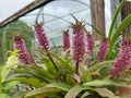 Eucomis 'Buckland Blush'