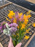 Crocosmia x crocomiiflora 'Buttercup'