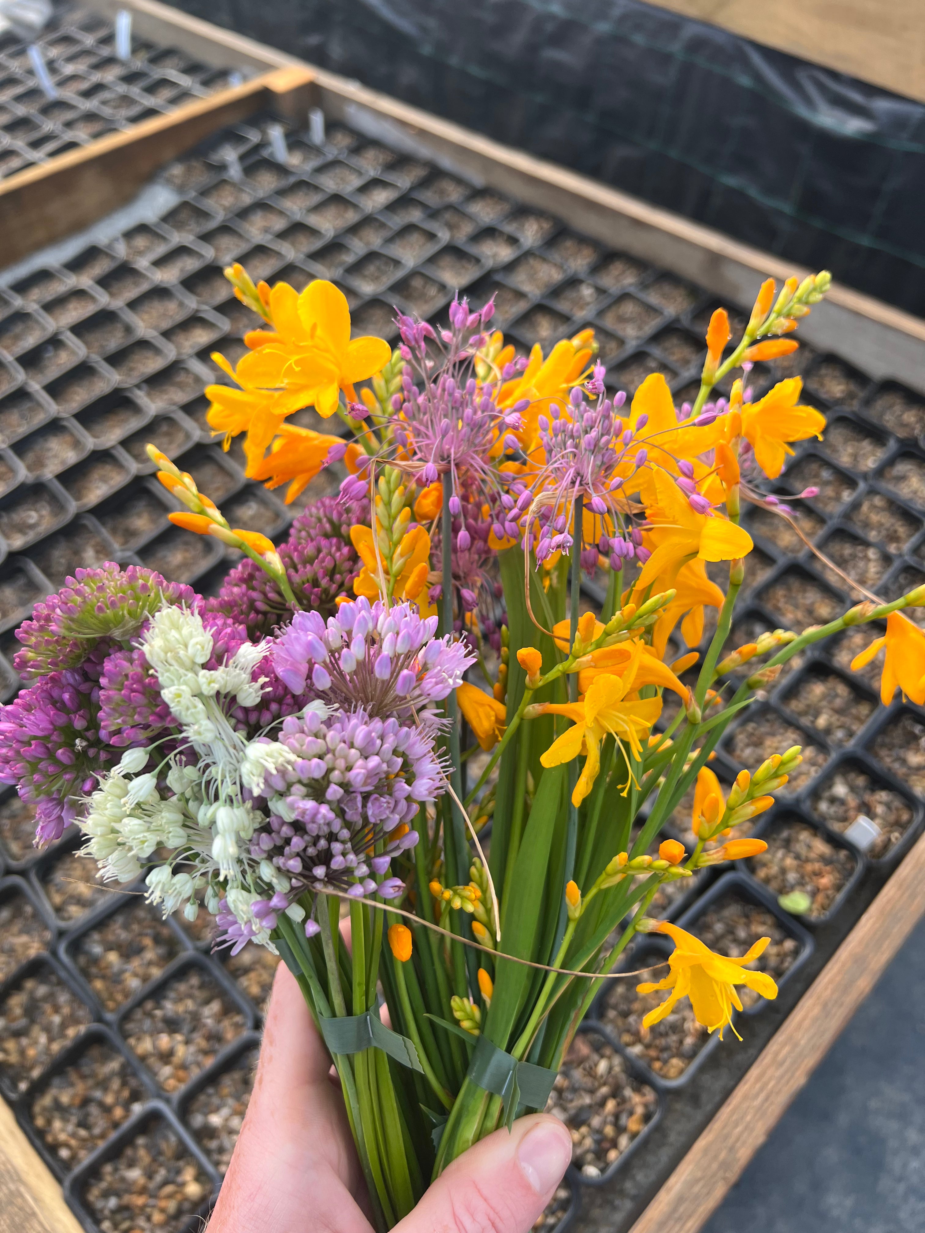 Crocosmia x crocomiiflora 'Buttercup'