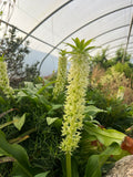 Eucomis zambesiaca