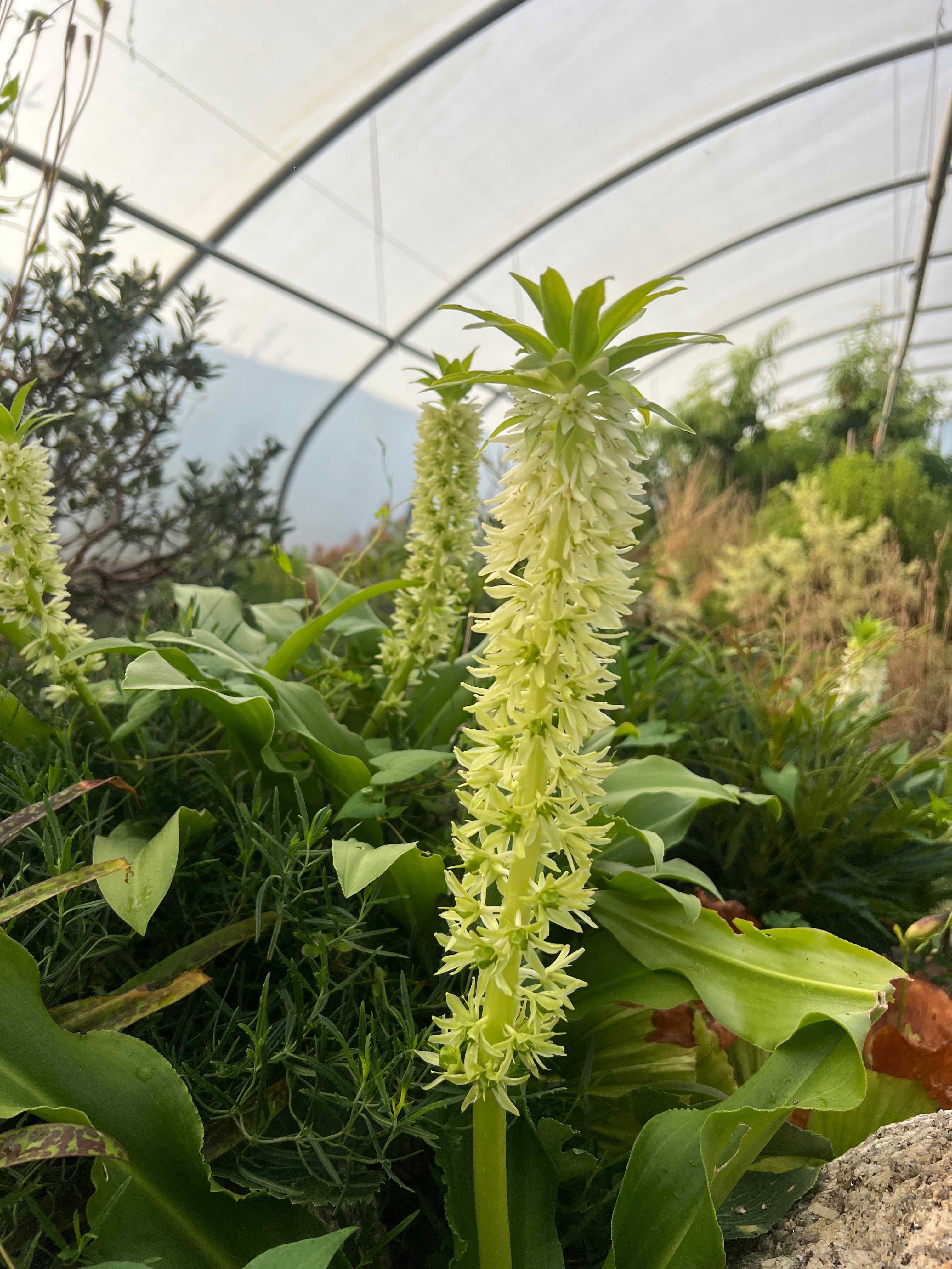 Eucomis zambesiaca