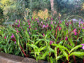 Roscoea 'Wildside Seedlings'