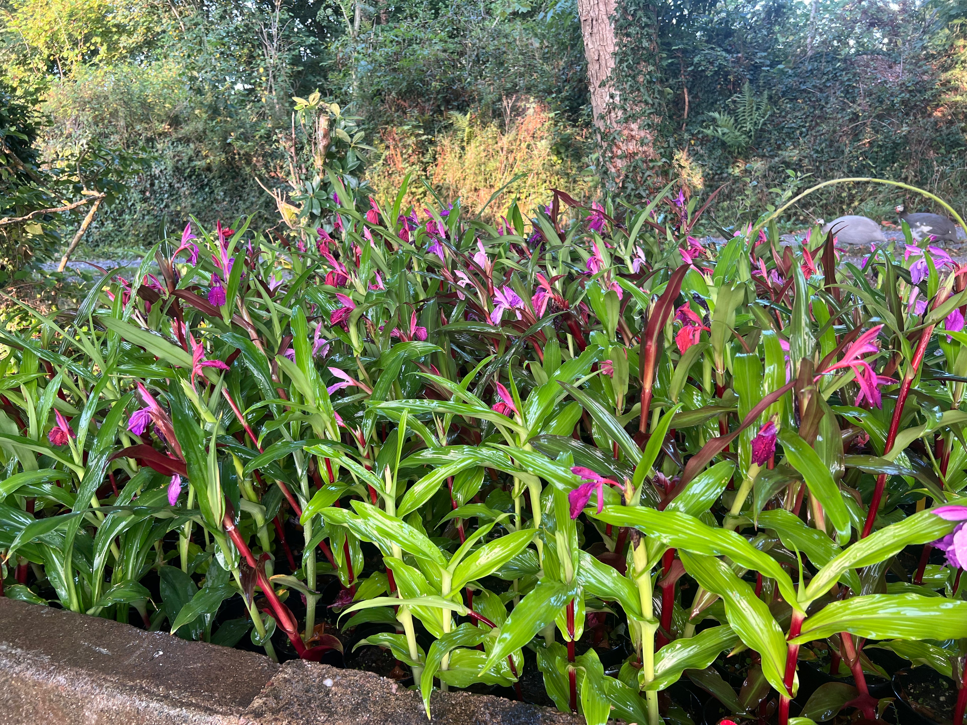 Roscoea 'Wildside Seedlings'