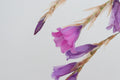 Dierama 'Dragons Blood'